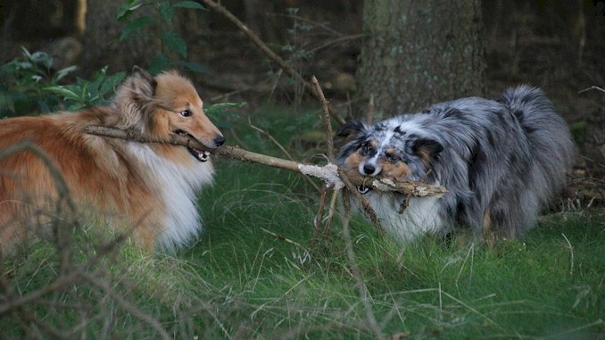 喜乐蒂牧羊犬毛的颜色会变吗？