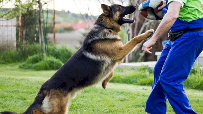 德国牧羊犬能跳多高？