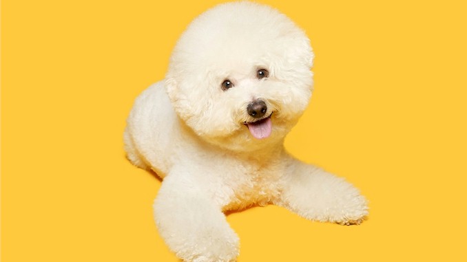 比熊犬（Bichon Frises）有体味吗？